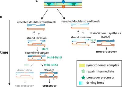 Meiotic Crossover Patterning Biology Diagrams